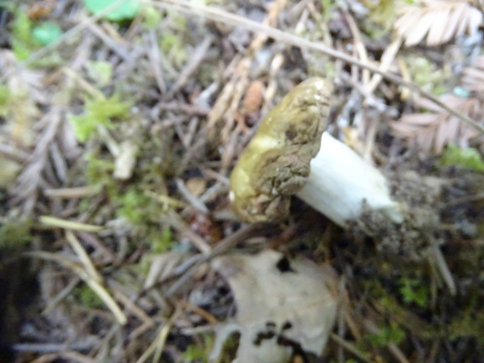 Russula cuprea image