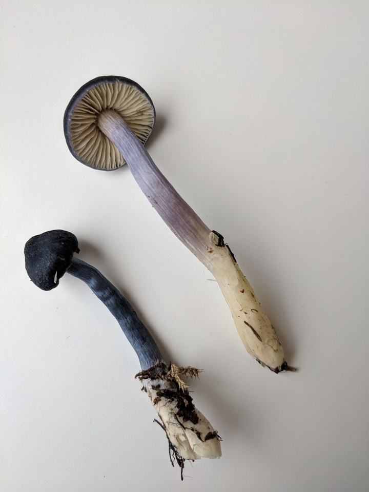 Leptonia cyanea var. occidentalis image