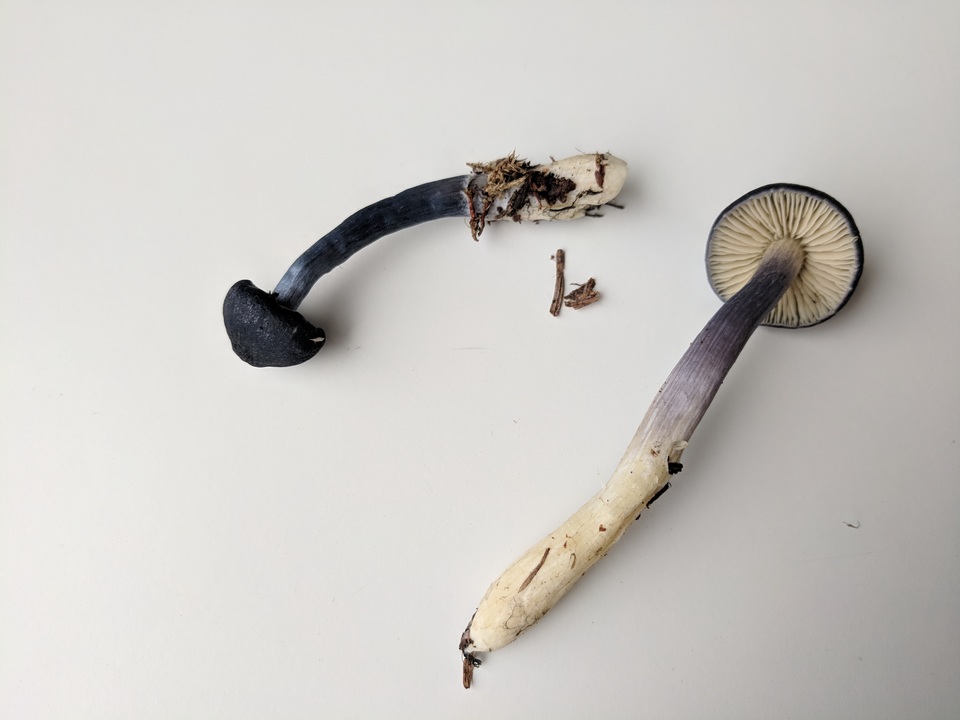 Leptonia cyanea var. occidentalis image
