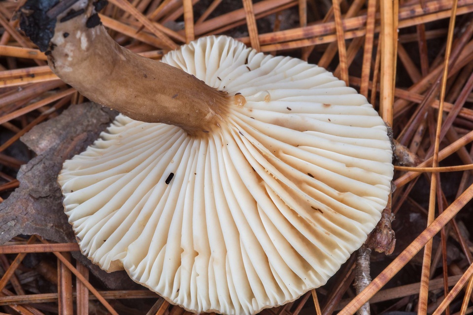 Lactarius xanthydrorheus image