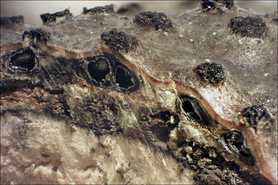 Eutypella quaternata image