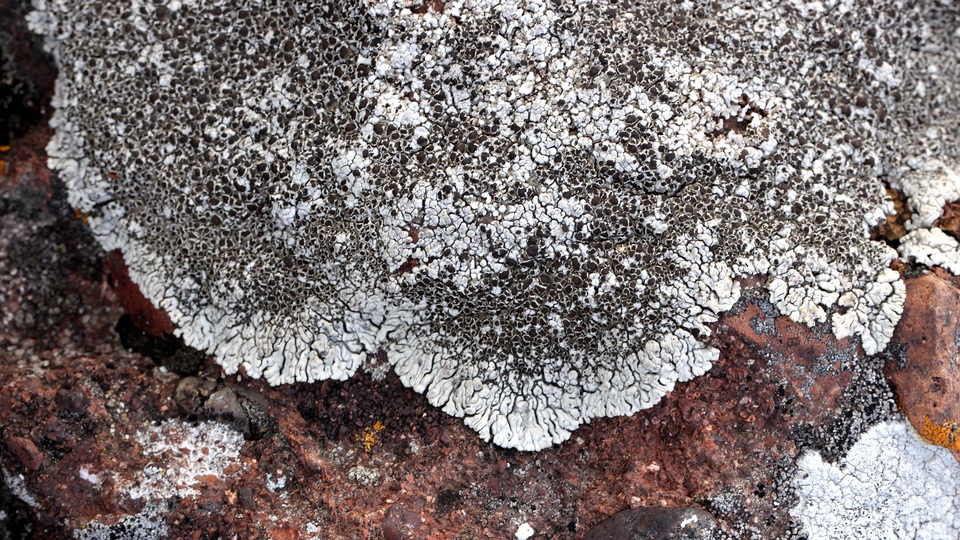 Lobothallia alphoplaca image