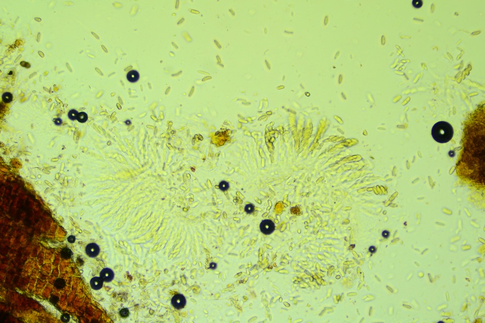 Thyronectria virens image