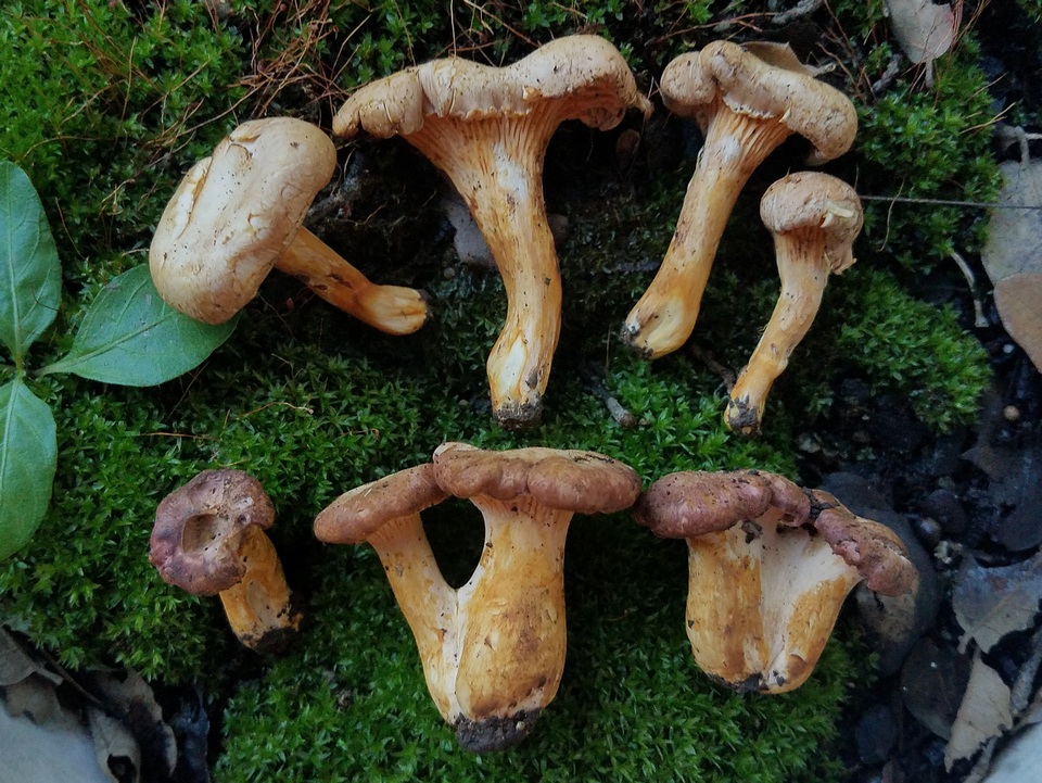 Cantharellus lewisii image
