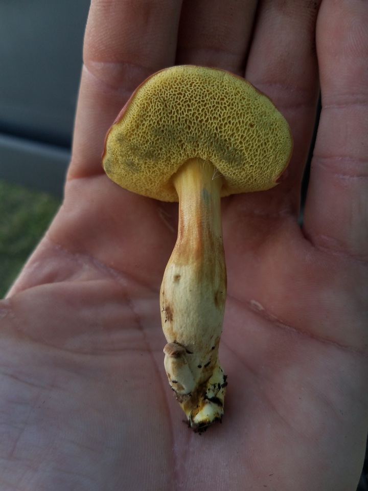 Boletus subfraternus image