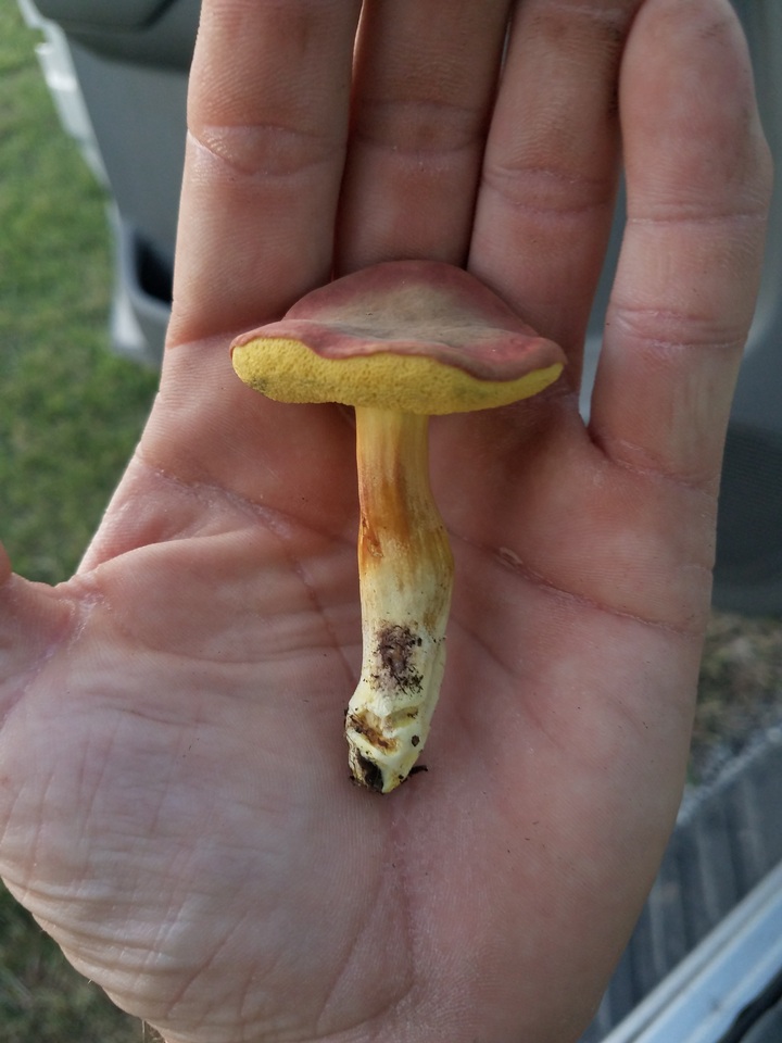 Boletus subfraternus image