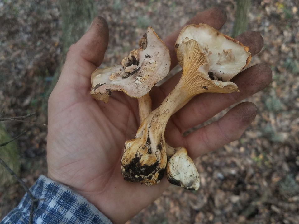 Cantharellus lewisii image