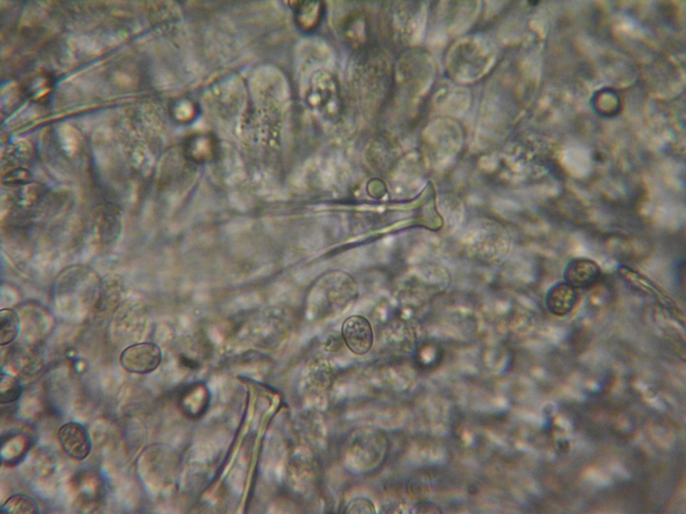 Pluteus brunneidiscus image