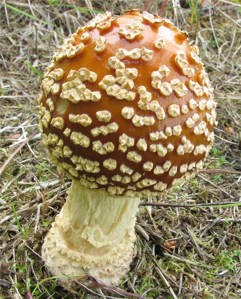 Amanita regalis image