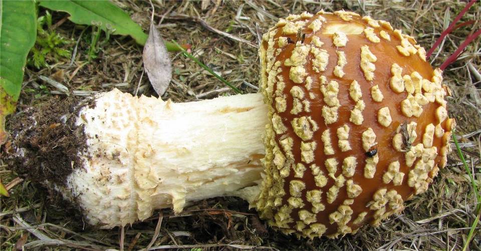 Amanita regalis image