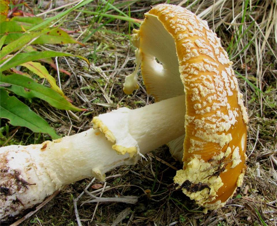 Amanita regalis image