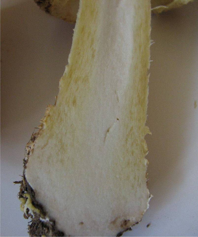 Amanita regalis image