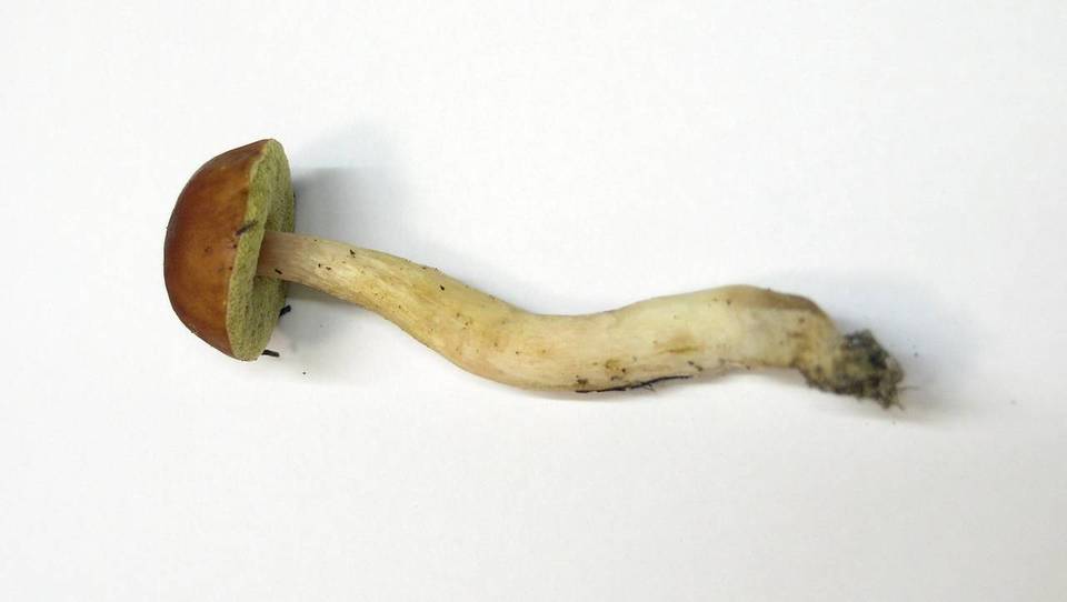 Boletus amyloideus image