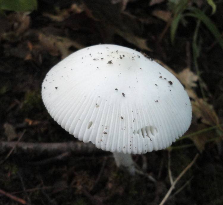 Amanita rasitabula image