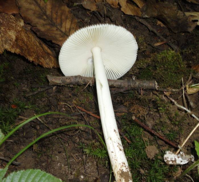 Amanita rasitabula image