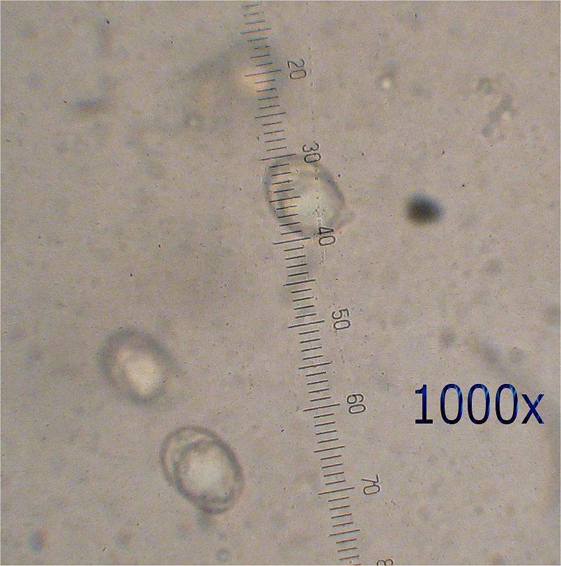 Amanita regalis image