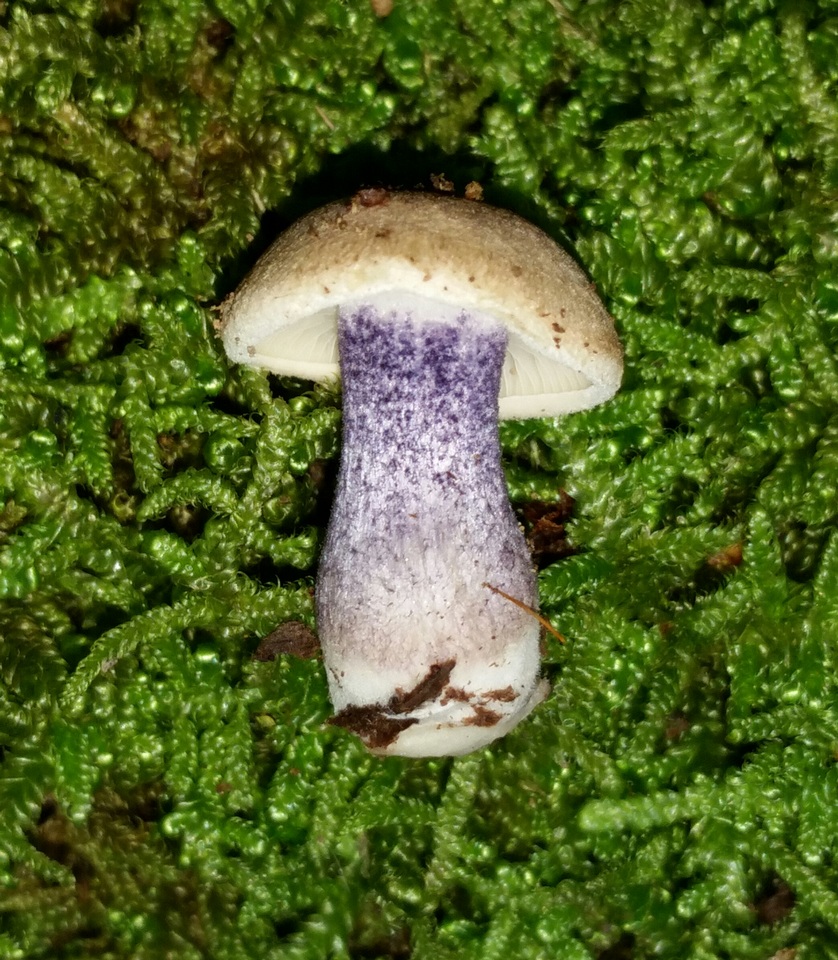 Entoloma tjallingiorum image