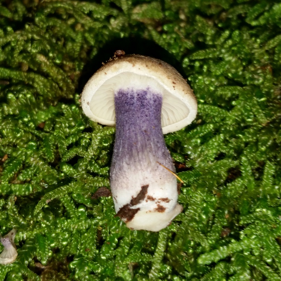 Entoloma tjallingiorum image
