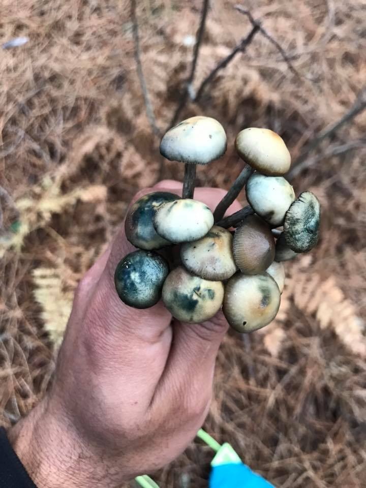 Psilocybe mairei image