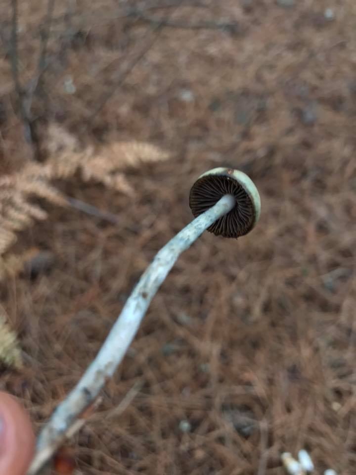 Psilocybe mairei image