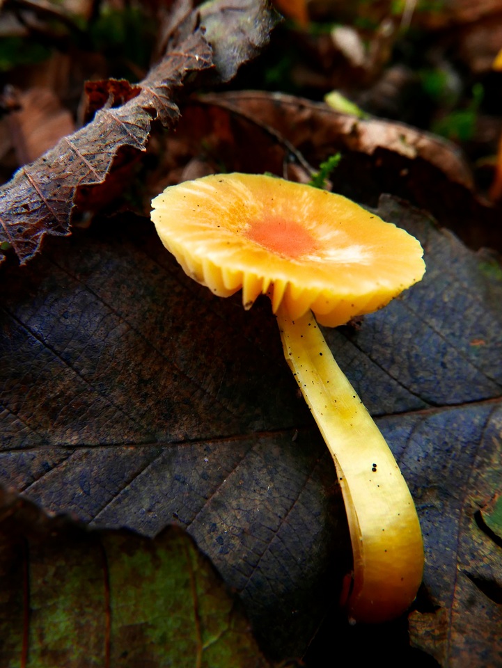 Hygrocybe insipida image