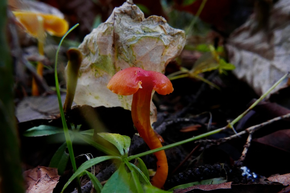 Hygrocybe insipida image