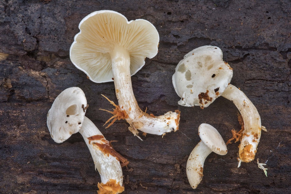 Ossicaulis lignatilis image