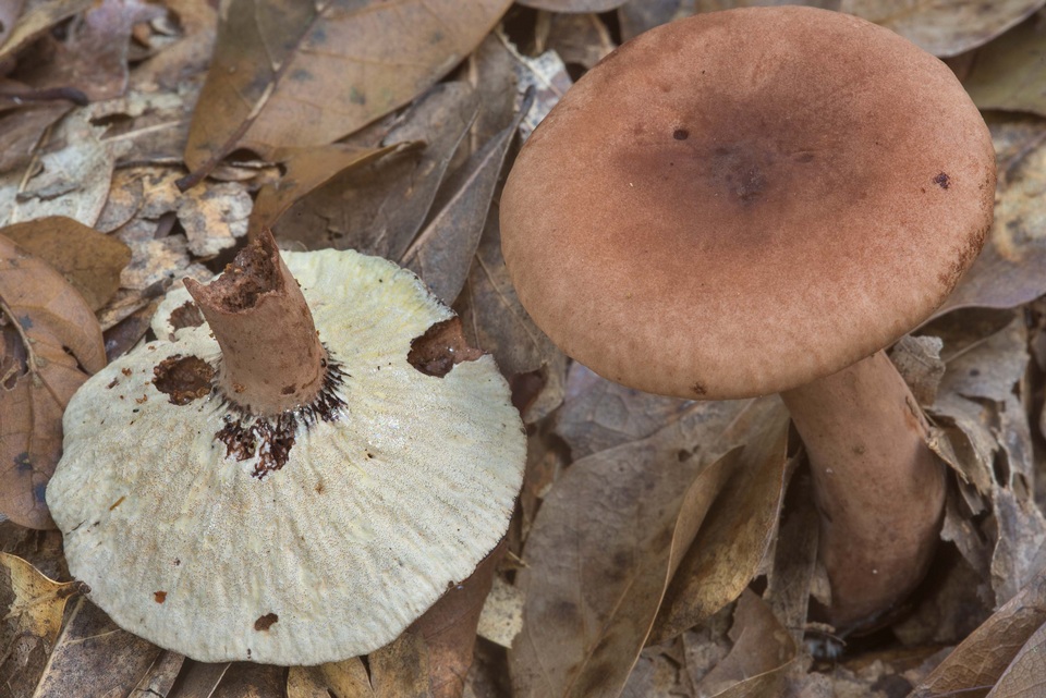 Hypomyces camphorati image