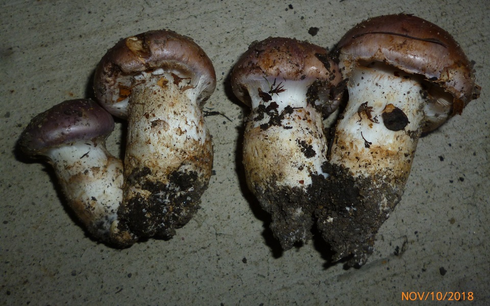 Cortinarius balteatocumatilis image