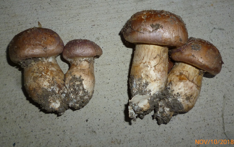 Cortinarius balteatocumatilis image