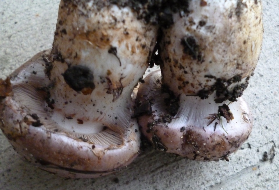 Cortinarius balteatocumatilis image