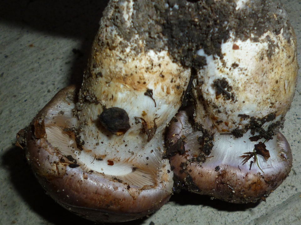 Cortinarius balteatocumatilis image