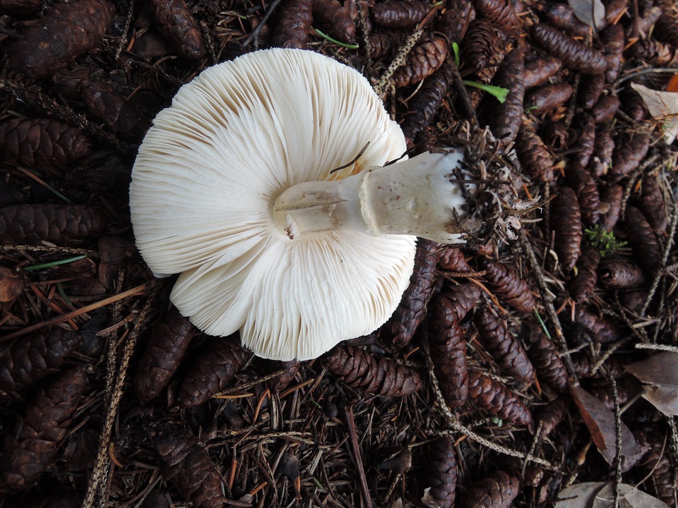 Leucoagaricus carneifolius image