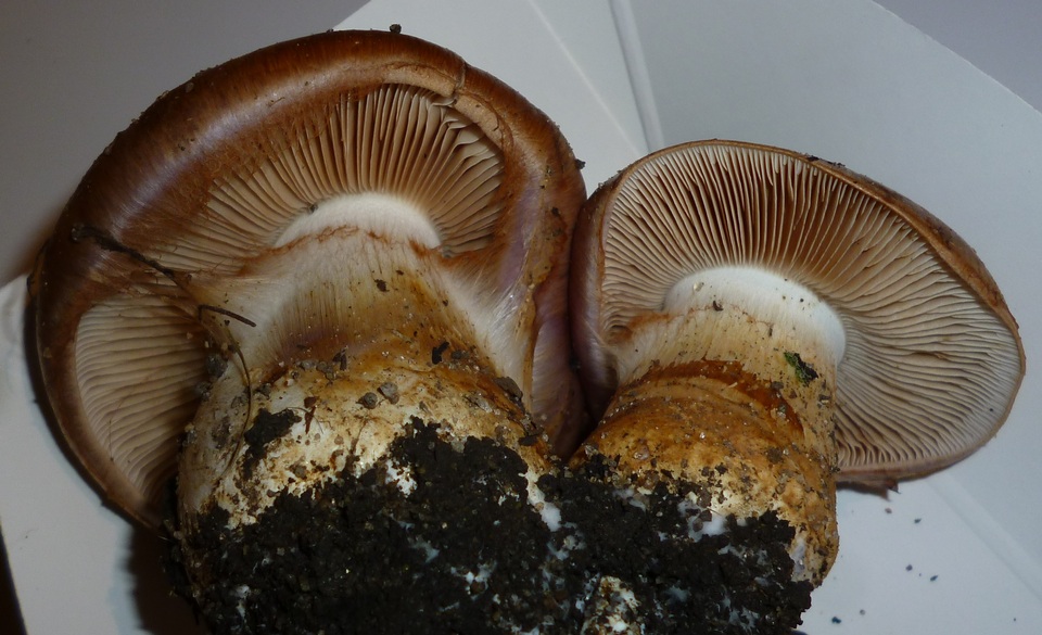 Cortinarius balteatocumatilis image