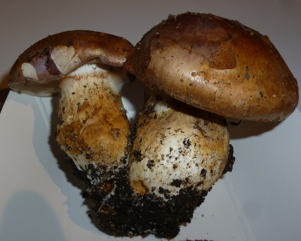 Cortinarius balteatocumatilis image