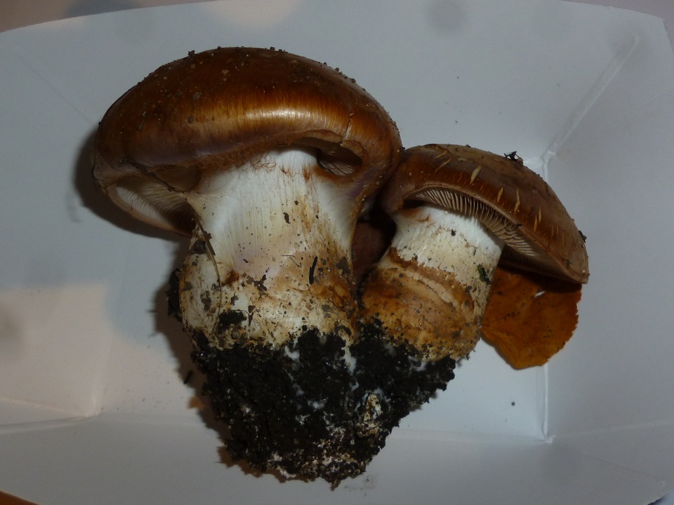 Cortinarius balteatocumatilis image