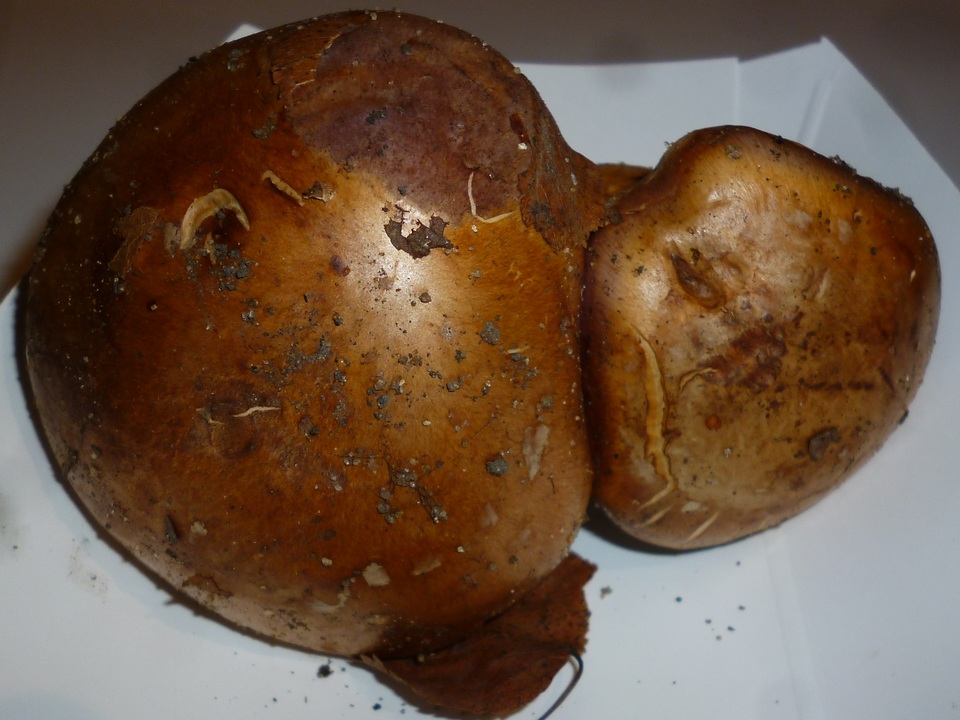 Cortinarius balteatocumatilis image