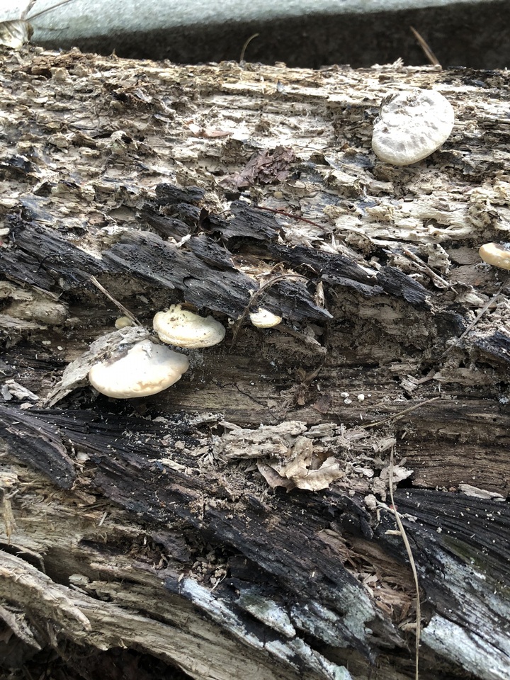 Vanderbylia robiniophila image