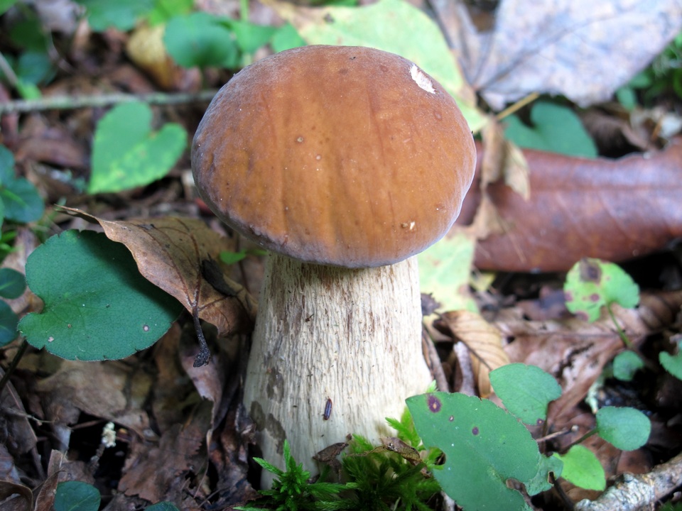 Boletus nobilissimus image