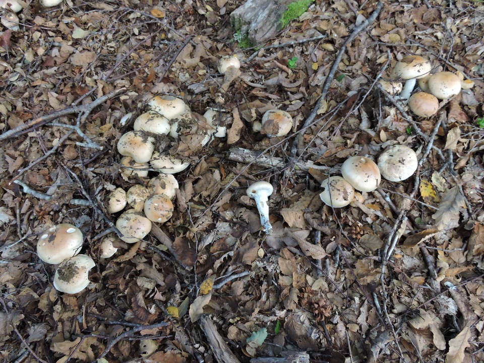 Cortinarius austroturmalis image