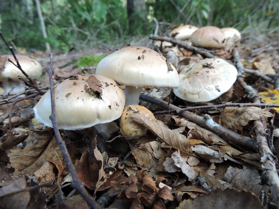 Cortinarius austroturmalis image