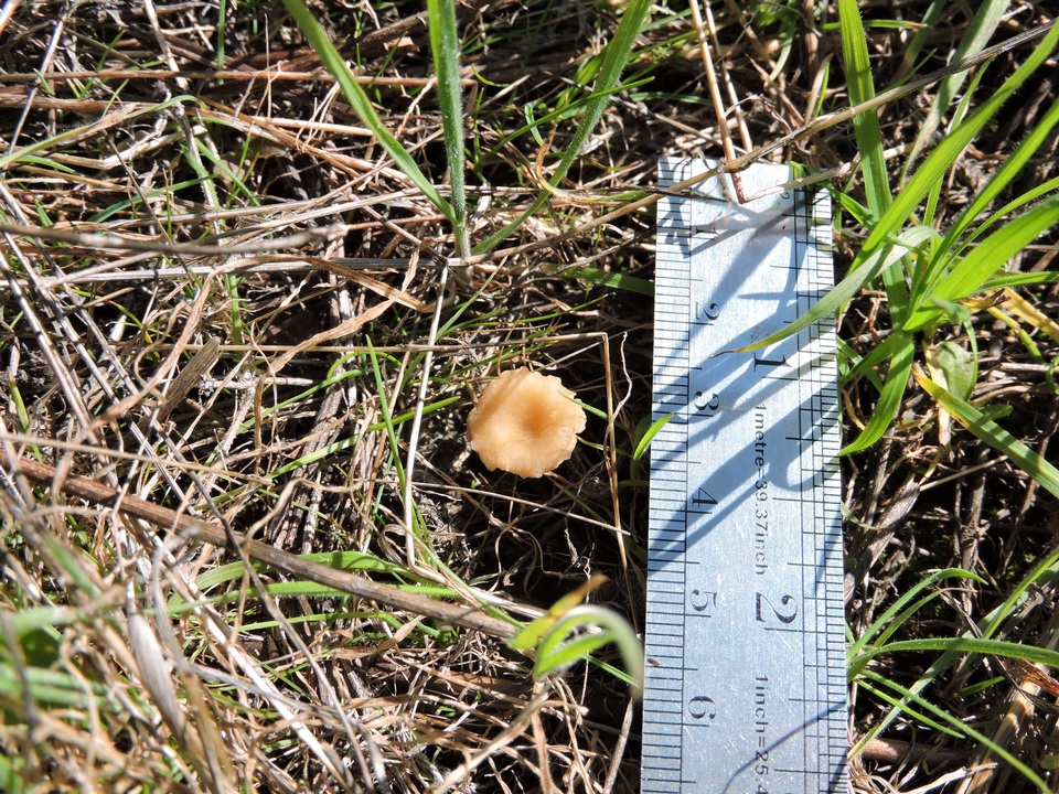 Omphalina versatilis image