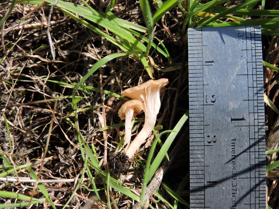 Omphalina versatilis image