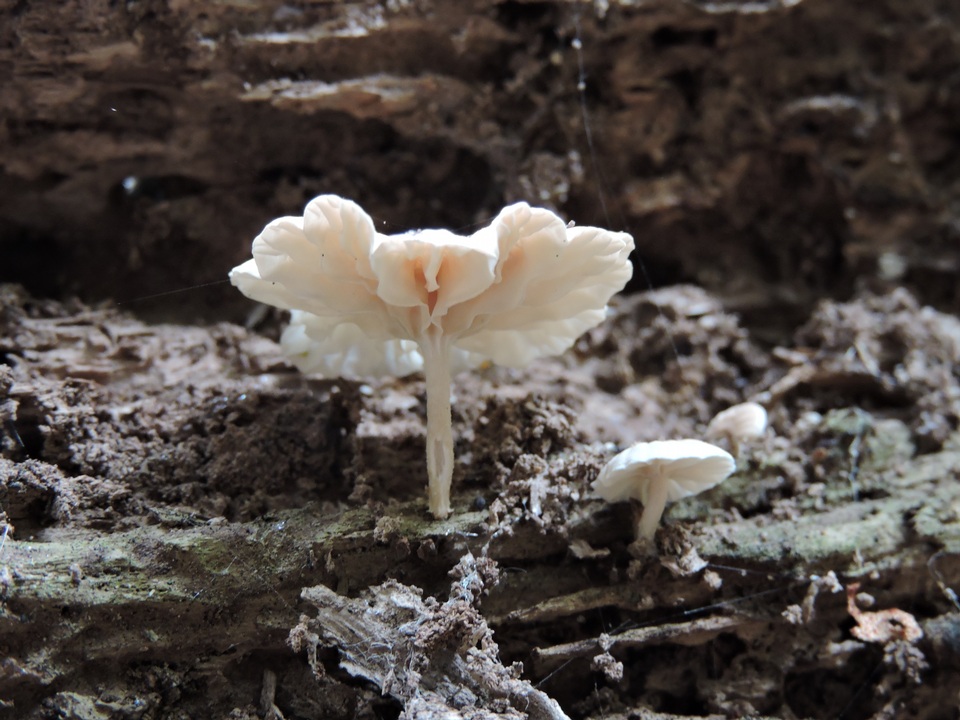 Marasmiellus alliiodorus image