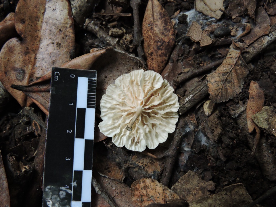 Marasmiellus alliiodorus image