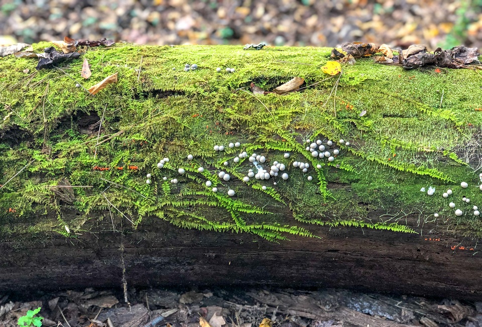 Reticulariaceae image