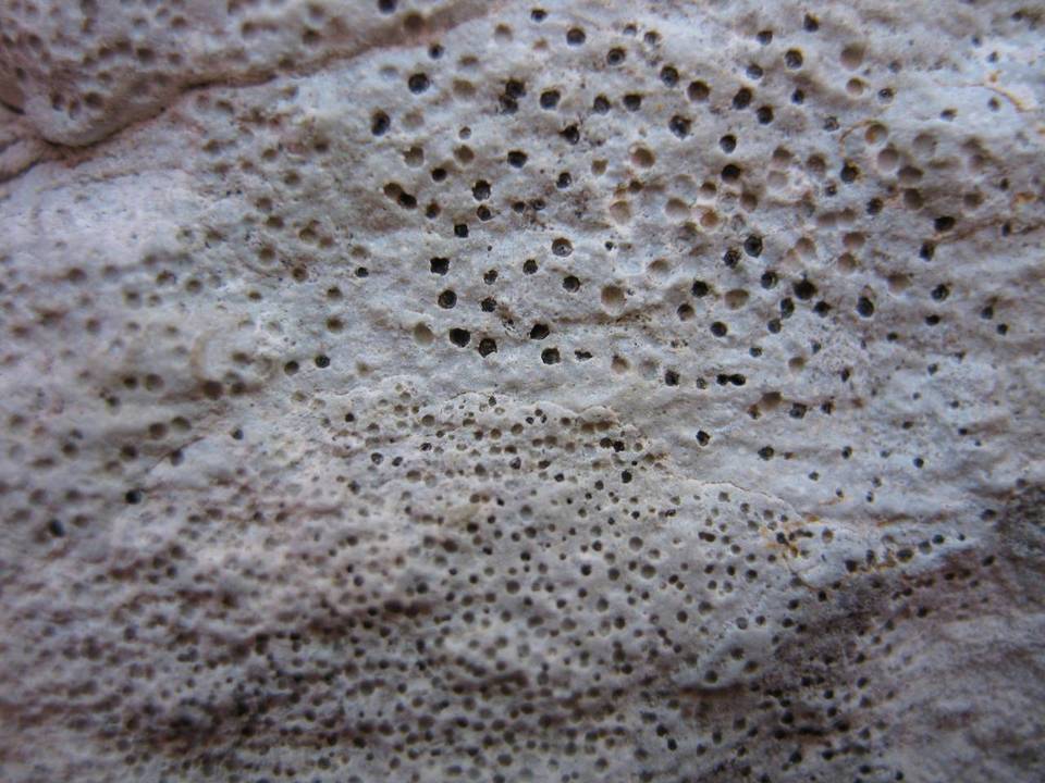 Clauzadea immersa image
