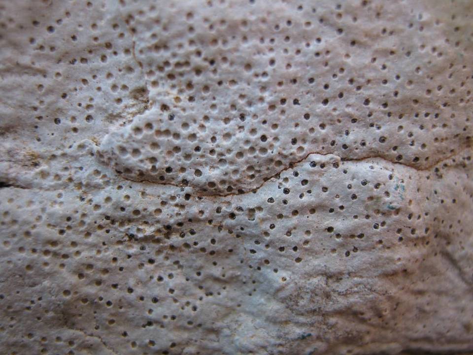 Clauzadea immersa image