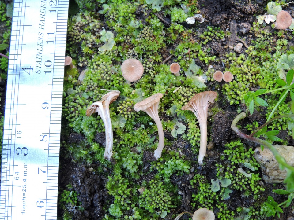 Omphalina versatilis image