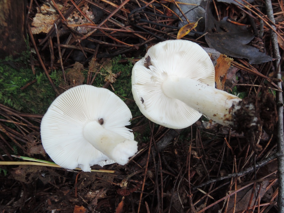 Russula albidula image